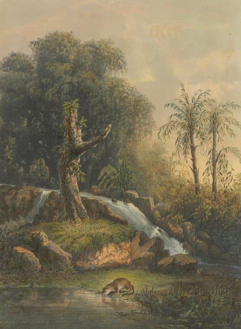 Wild Landscape with Waterfall and Jungle Life, Java Lithograph, Published 1872, close-up 1