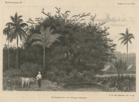 Antique Print of Koebang Tree with Kalongs, Sumatra by van Kesteren c.1887, close-up 1
