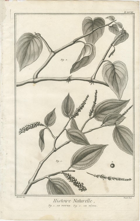 Set of Five Antique Engravings of Spices and Colonial Crops by Diderot, 1770, view 2