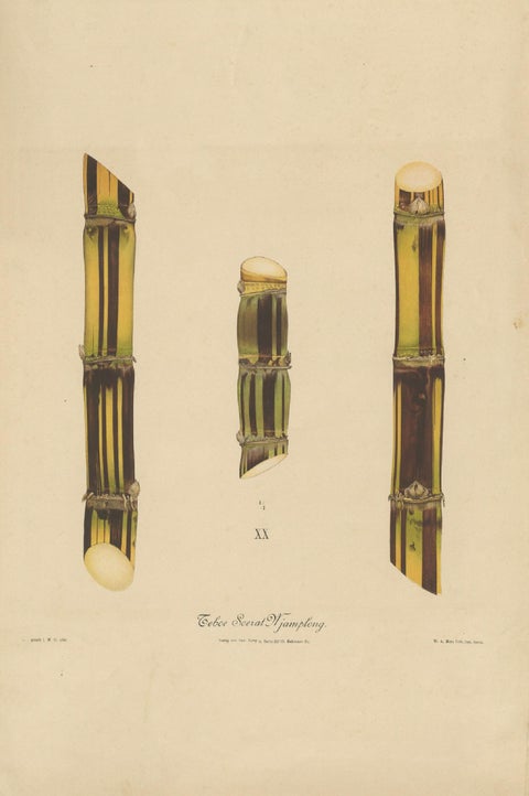 Antique Sugarcane Chromolithograph, Teboe Soerat Njaplong, Java 1892, close-up 1