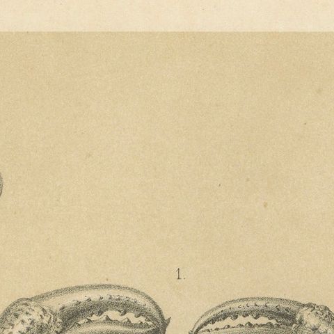 Antique Scientific Print of Lacraud’s Freshwater Crab, Sumatra, 1887, close-up 6