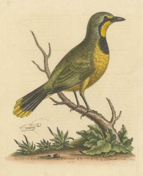 Antique Bird Print of a Green Pie from the East Indies, view 3