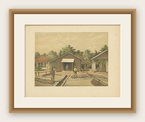 Antique Print of the Coffee Beans production on Sumatra by M.T.H. Perelaer, 1888, shown framed
