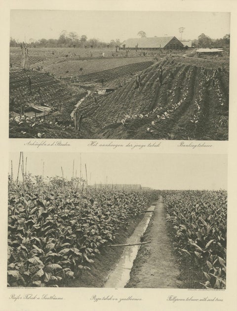 Sumatra Tobacco Cultivation & Drying Barns, Deli Estates Photographic Pair 1910, close-up 1