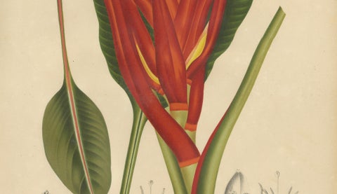 Antique Red Heliconia Botanical Chromolithograph by Hoola van Nooten, c. 1880, close-up 3