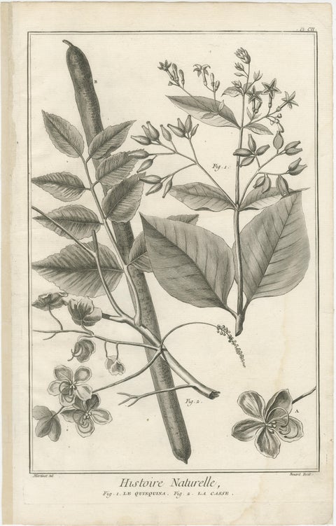 Set of Five Antique Engravings of Spices and Colonial Crops by Diderot, 1770, view 6