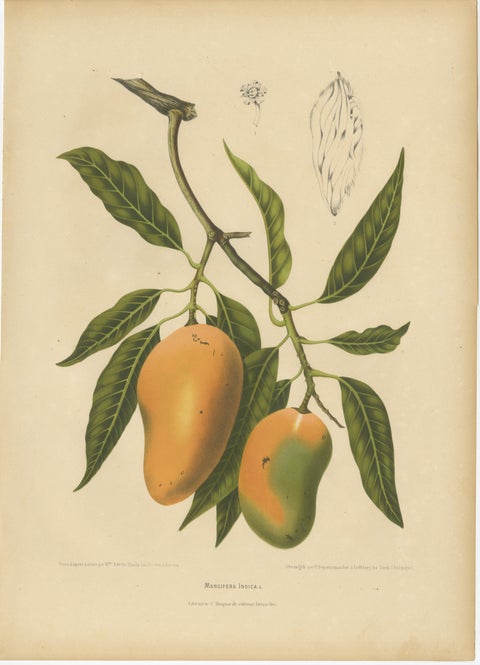 Antique Mango Botanical Chromolithograph by Hoola van Nooten, c. 1880
