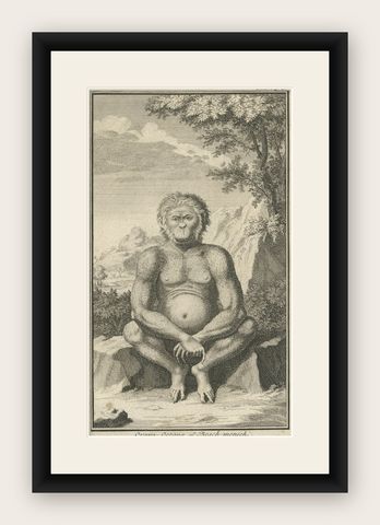 Engraving of an Orang-Utan on Borneo 'Kalimantan' or Sumatra, Indonesia, 1739, shown framed