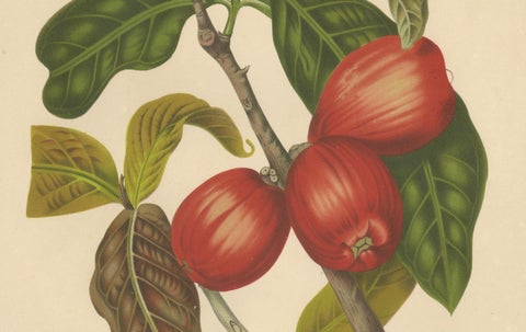 Antique Wax Apple Fruit Botanical Chromolithograph by Hoola van Nooten, c. 1880, close-up 5