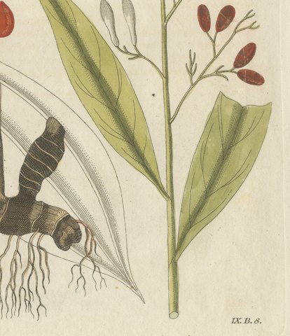 Cassia Cinnamon and Galangal Spices, Antique Bertuch Print, circa 1805, close-up 4