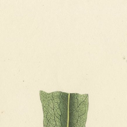 Lushly Handcolored Lithograph of Ferns of Indonesia (Polypodium), 1829, close-up 1