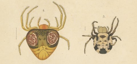 Sumatra Gasteracantha Spiders, Antique Natural History Print c.1887, close-up 2