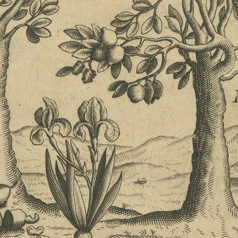 Cashew and Rose Apple Trees with Pepper and Crocus Indicus, de Bry, 1600, close-up 5