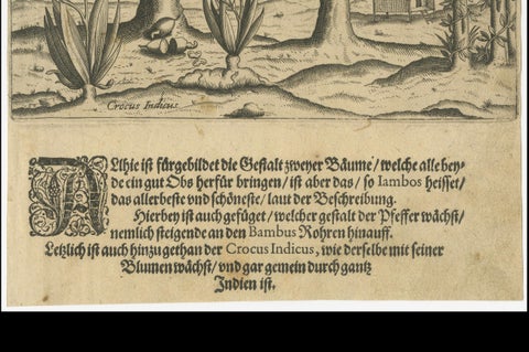 Cashew and Rose Apple Trees with Pepper and Crocus Indicus, de Bry, 1600, close-up 2