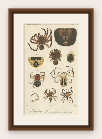 Antique Print of Sumatran Spiders, Mygalomorphs & Jumping Spiders, c.1887, shown framed