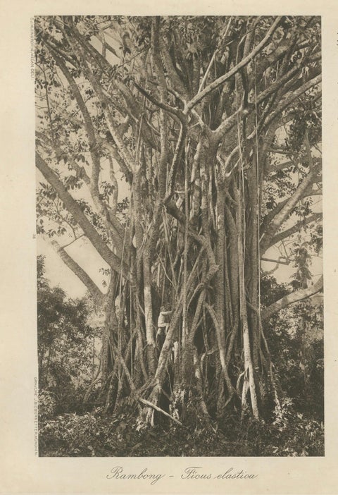 Pepper Plantation & Timber, Sumatra, Antique Kleingrothe Photogravure c.1900, close-up 3