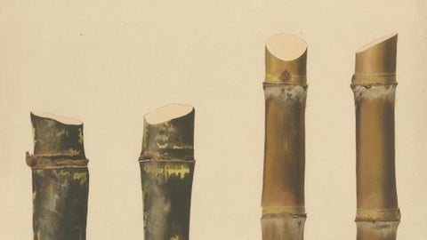 Antique Sugarcane Chromolithograph, Teboe Gadjah and Teboe Boethers, 1892, close-up 4