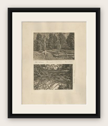 Pepper Plantation & Timber, Sumatra, Antique Kleingrothe Photogravure c.1900, shown framed