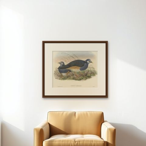 Original Antique Hand-Colored Print of the Papuan Ground-Pigeon Bird, ca.1875, shown framed on a wall, true to size