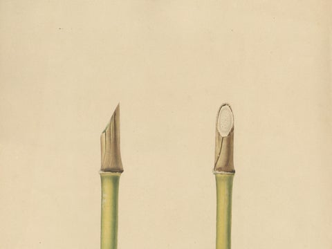 Antique Sugarcane Chromolithograph, Teboe Glonggong, Java 1892, close-up 3