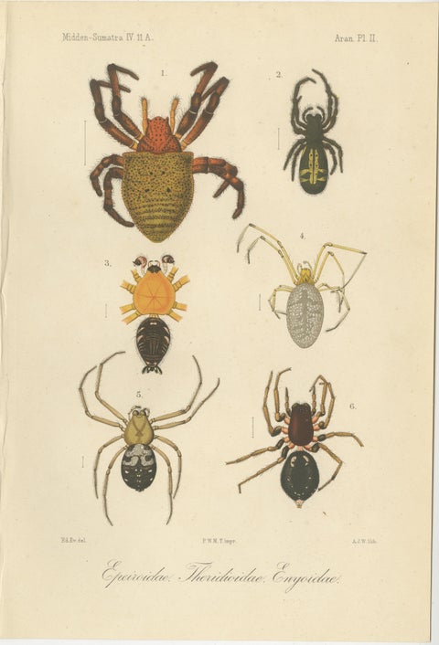 Antique Print of Sumatran Spiders, Orb Weavers & Jumping Spiders, c.1887, view 2
