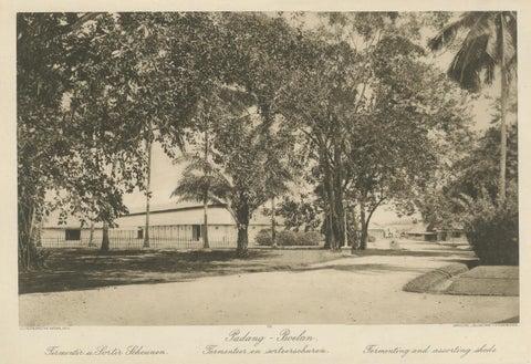 Coffee Fermentation Sheds and Harvest, Padang Roetan, Sumatra, c.1910, close-up 1
