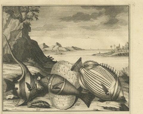 Antique Print of Fish Species 'no. 449' by Valentijn '1726', view 3