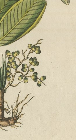 Zedoary and Grains of Paradise Spice Plants, Antique Bertuch Print, circa 1805, close-up 4