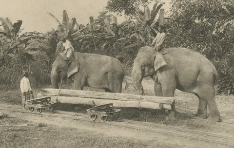 Logging Elephants, Lau Boentoe, Antique Dutch East Indies Photo c.1910, close-up 5