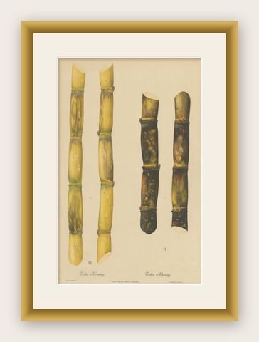 Antique Sugarcane Chromolithograph, Teboe Koening and Teboe Batoeng, Java 1892, shown framed
