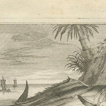 Untitled Antique Print of Fish Species No. 451, Indonesia, 1726, close-up 1