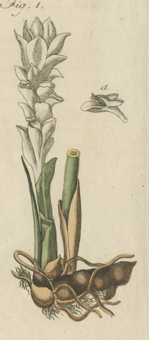 Zedoary and Grains of Paradise Spice Plants, Antique Bertuch Print, circa 1805, close-up 5
