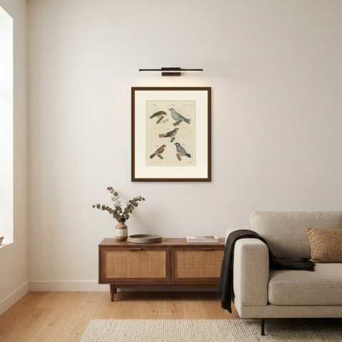 Tanagers and Java Sparrow Songbirds, Antique Bertuch Print, circa 1805, shown framed in a room, true to size